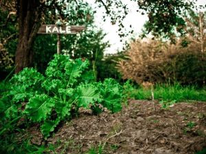 1908434_10152747245401967_7237003039426333621_n